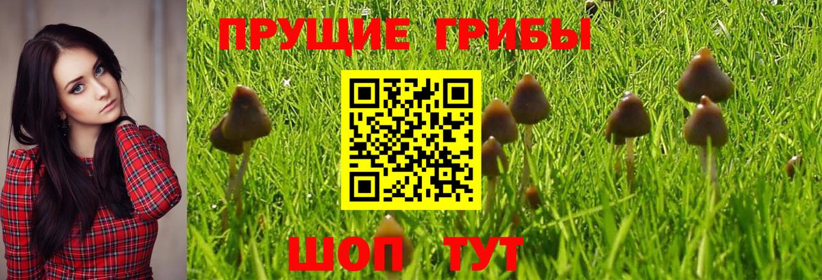 Галлюциногенные грибы прущие грибы  Галлюциногенные грибы Cubensis  Новоалтайск 